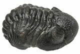 Wide, Curled Morocops Trilobite - Morocco #224203-1